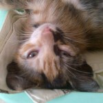 Nguyên little female kitten was waiting quietly abandoned in a park